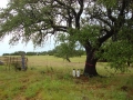 johnkingranch0508-001