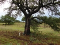 johnkingranch0508-008