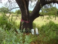 johnkingranch0508-010
