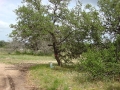 johnkingranch0508-014