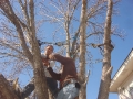 tree-cabling-07