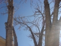 tree-cabling-09