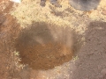 tree-fertilization-01