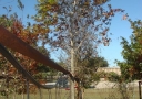 tree-fertilization-11