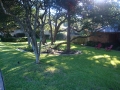 austin tree trimming