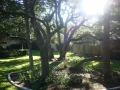 tree services