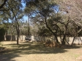 tree-trimming-05