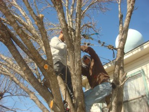 Tree cabling